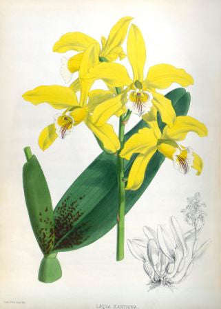 Orchid No.10