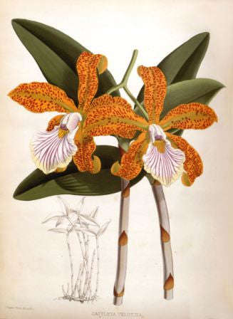 Orchid No.2