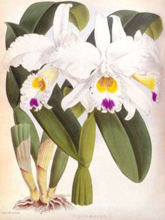 Orchid No.4 - Lustre Photographic Paper / No Frame / A4