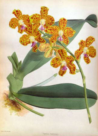 Orchid No.6