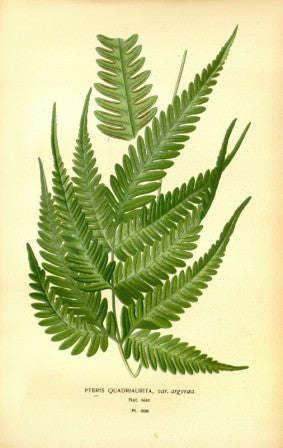 Pteris Quadrileta / Fern