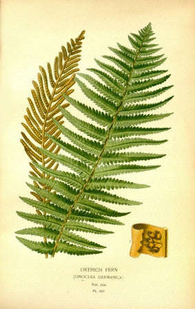 Ostrich Fern
