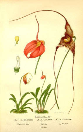 Masdevallias