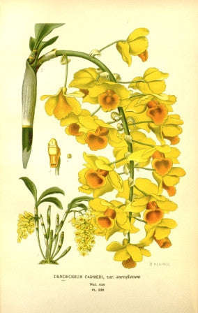 Dendrobium Farmeri - Lustre Photographic Paper / No Frame / A4