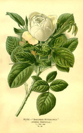 Rose -"Baroness Rothschild"
