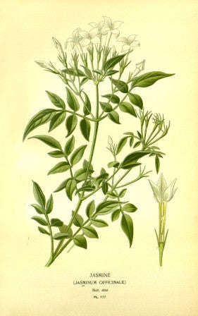 Jasmine