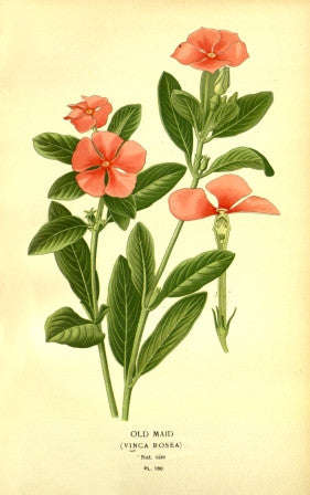 Old Maid (Vinca Rosea)