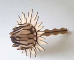 3d wooden Protea measures 410mm tall by 240mm wide. - model- puzzle-in 3mm