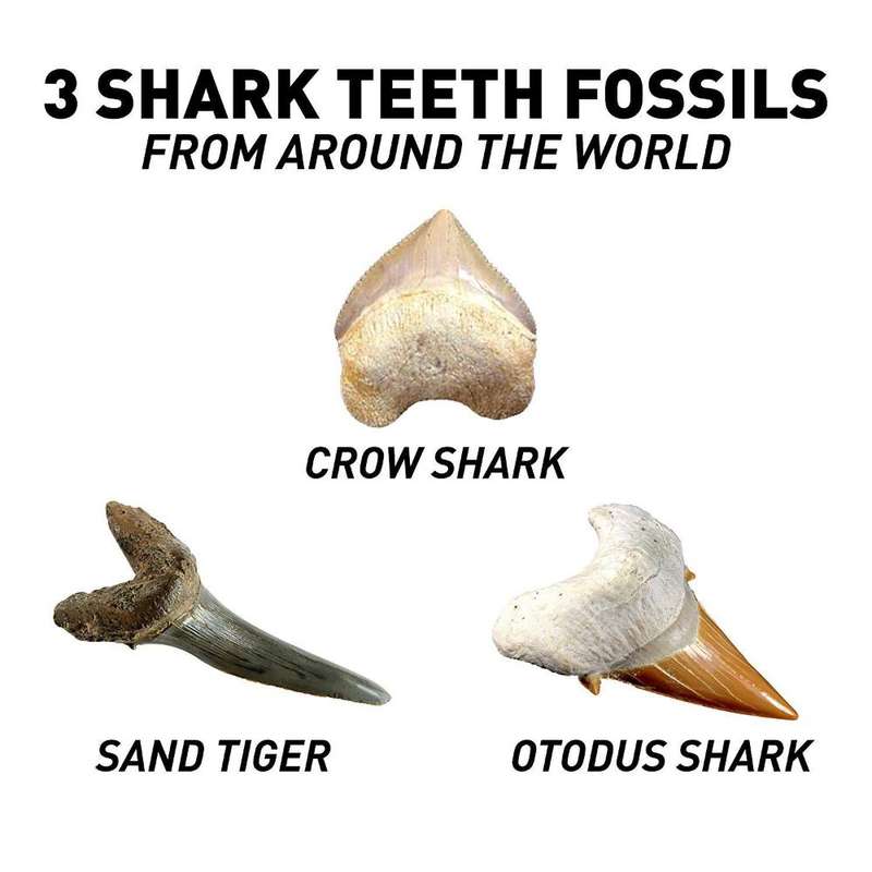 National Geographic Shark Tooth Dig Kit