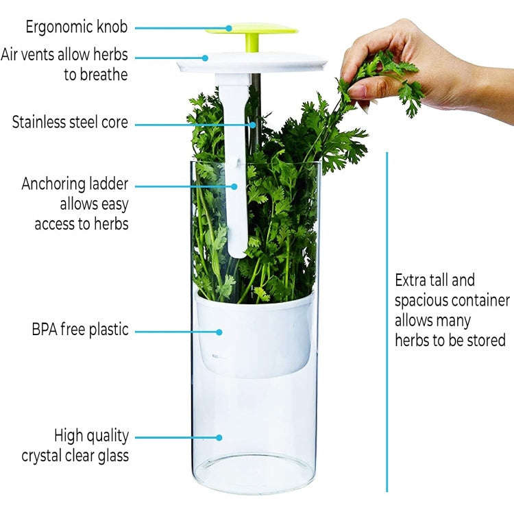 Herb Cilantro Preservation Storage Box Vegetable Keep Fresh Container, Size:31 x 12cm(Green)