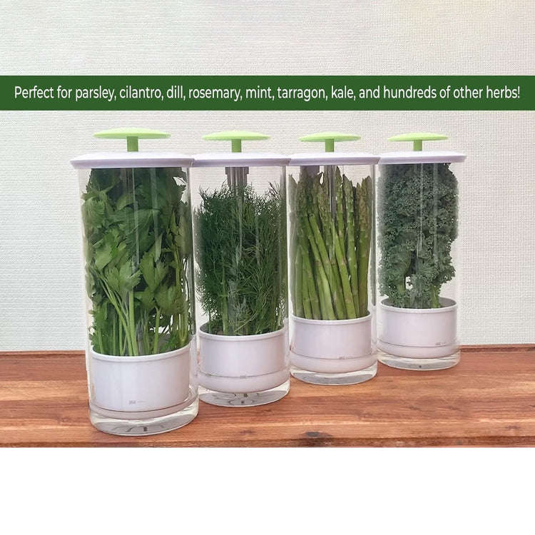 Herb Cilantro Preservation Storage Box Vegetable Keep Fresh Container, Size:31 x 12cm(Green)