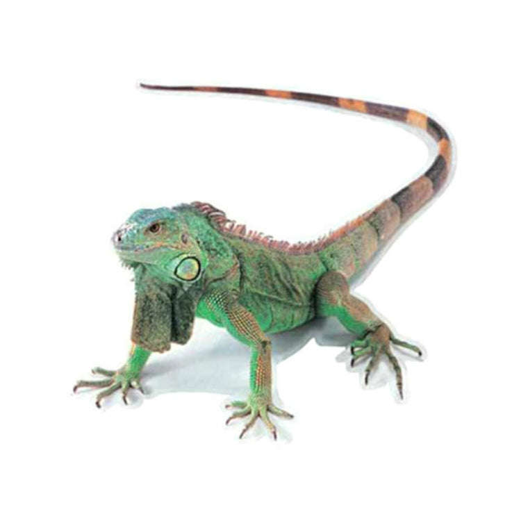 Creative Personality Scratch Cover  Car Body Sticker(Lizard)
