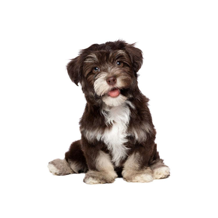 Style 3 Small 3D Simulation Dog Car Stickers Rain-Proof Sunscreen Car Sticker Scratch Shaving Dec...