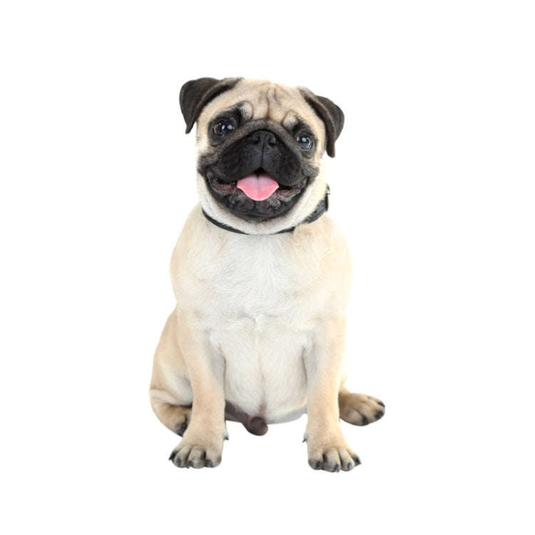 Style 5 Small 3D Simulation Dog Car Stickers Rain-Proof Sunscreen Car Sticker Scratch Shaving Dec...