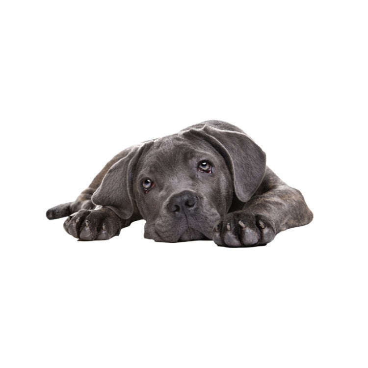 Style 4 Large 3D Simulation Dog Car Stickers Rain-Proof Sunscreen Car Sticker Scratch Shaving Dec...