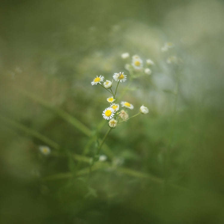 49mm Central Exposure Edge Blur Close-Up Photography Special Effects Filter