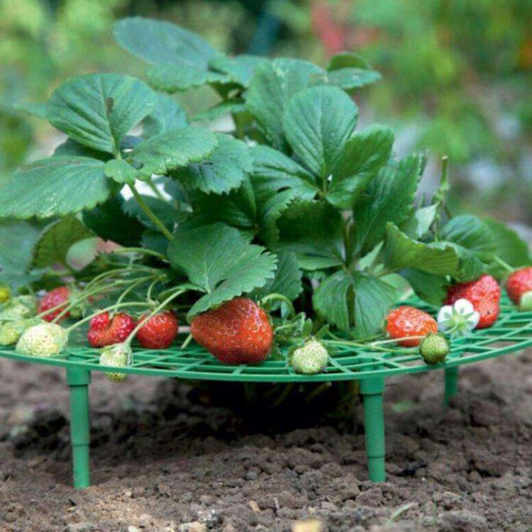 Strawberry Cultivation Anti-Rotting Planting Stand Plant Climbing Rack(Grass Green)