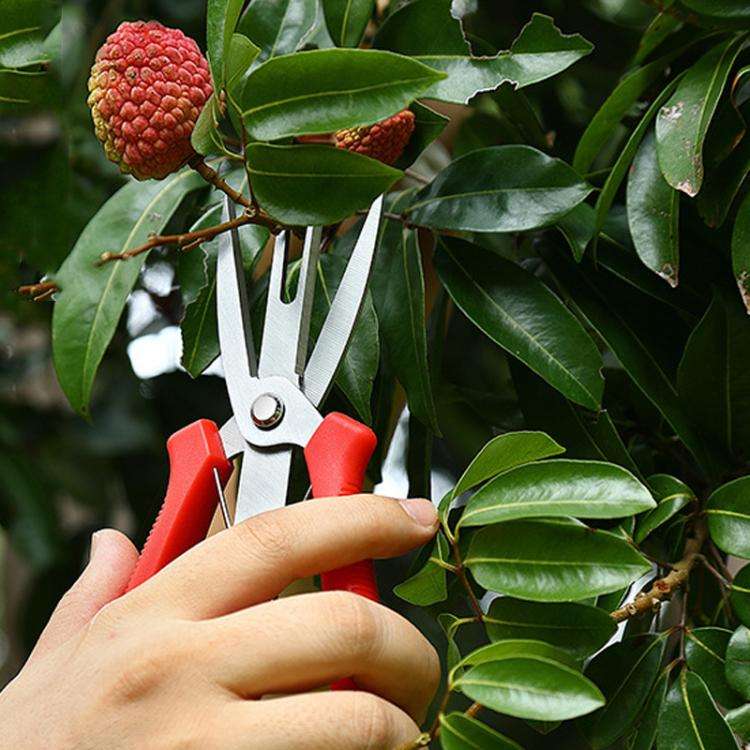 6608-1 Agricultural Fruit And Flower Thinning Scissors Home Gardening Pruning Tools