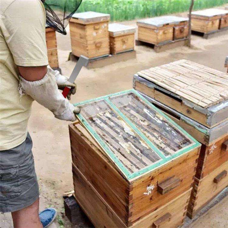 Stainless Steel Curved Tail Beehive Scraper Beekeeping Tools