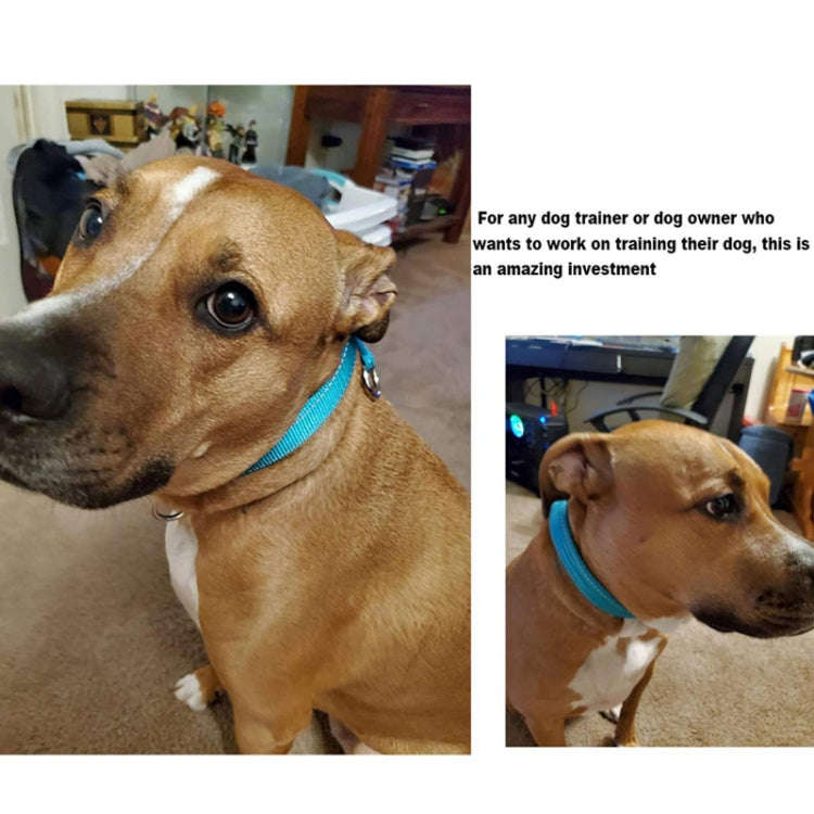 Nylon Reflective Filament P Chain Adjustable Size Collar(Green)