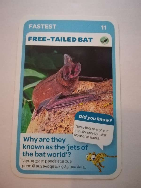 Pick n Pay South African Super Animals (Blue) - Card 11 - Free-Tailed Bat