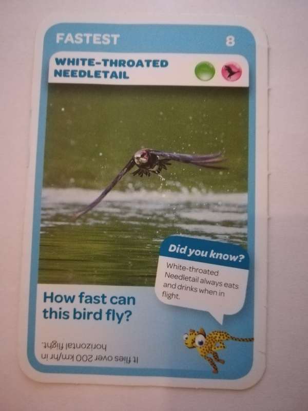 Pick n Pay South African Super Animals (Blue) - Card 8 - White-Throated Needletail