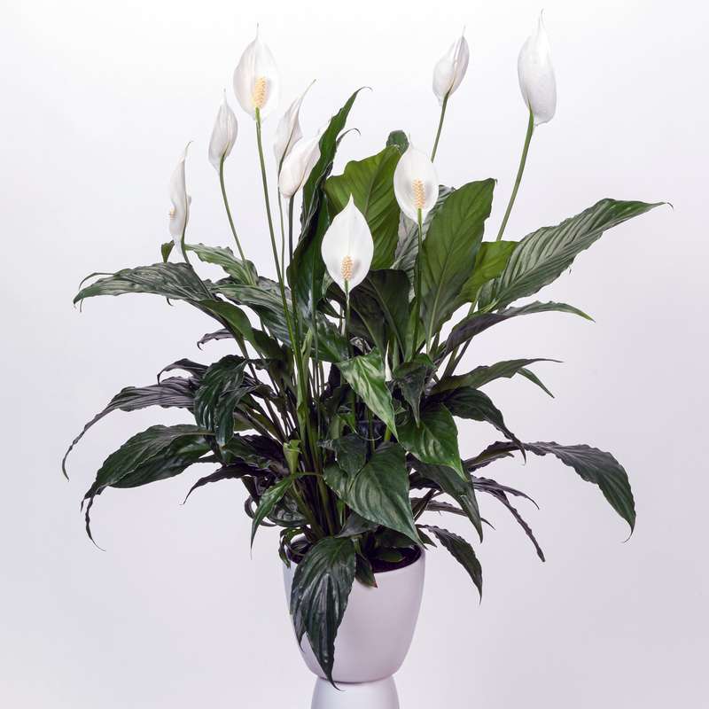 Spathiphyllum Cv Sweet Chico Seedlings