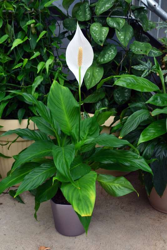 Spathiphyllum Cv Sweet Pablo Seedlings