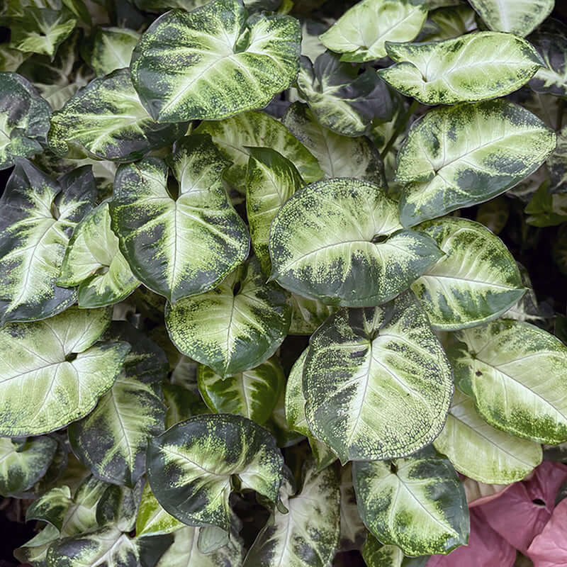 Syngonium Podophyllum Pixie Seedlings
