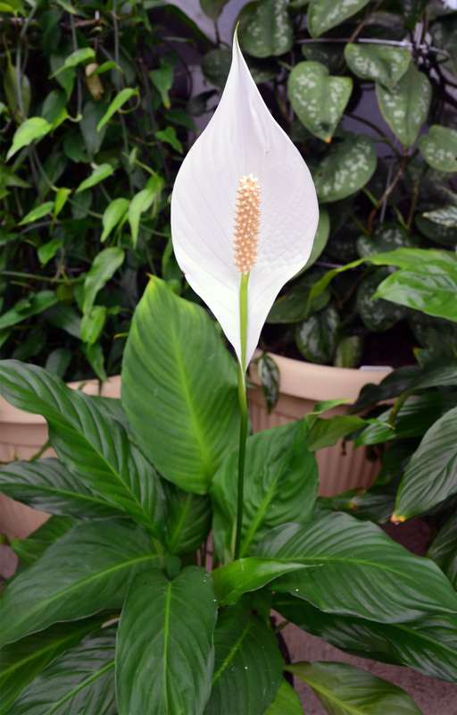 Spathiphyllum Cv Sweet Pablo Seedlings