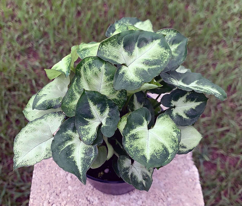 Syngonium Podophyllum Pixie Seedlings