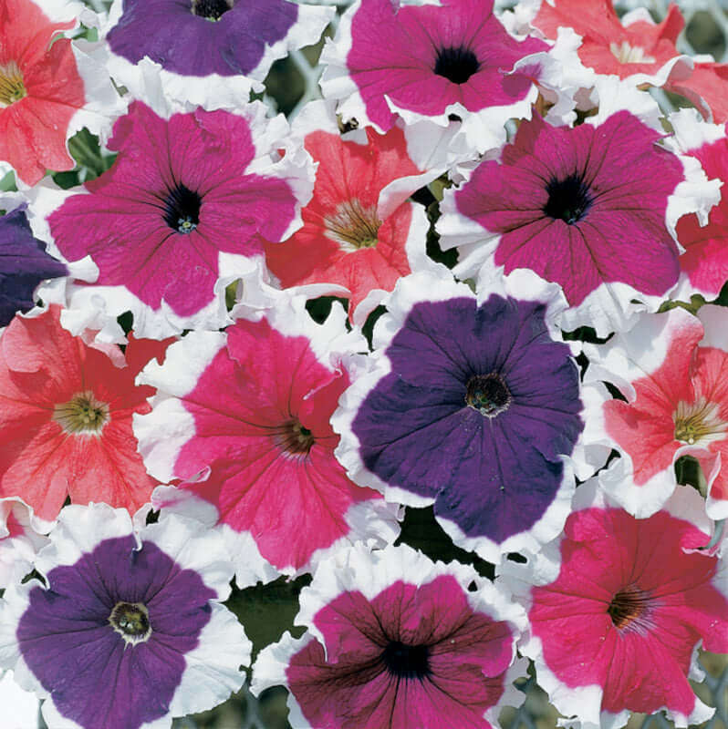 Petunia Frost Mix Seeds