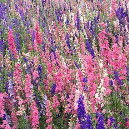 Larkspur Gi Fieldgrown Mix Seeds