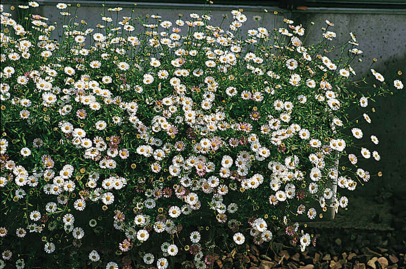 Erigeron Profusion Seeds