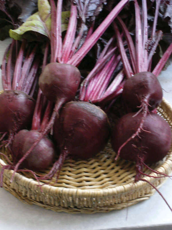 Beetroot Bulls Blood Seeds