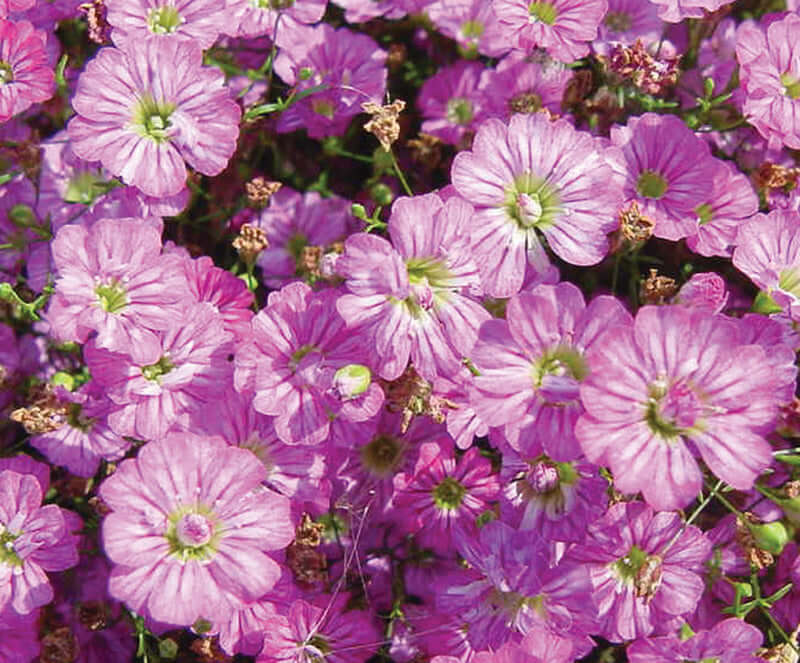 Gypsophila Gypsy Deep Rose Seeds