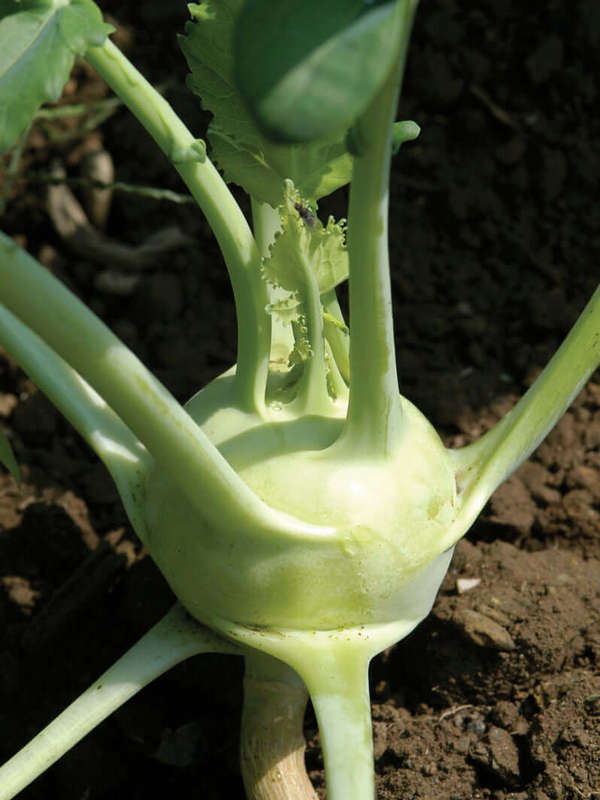 Kohlrabi White Vienna Seeds
