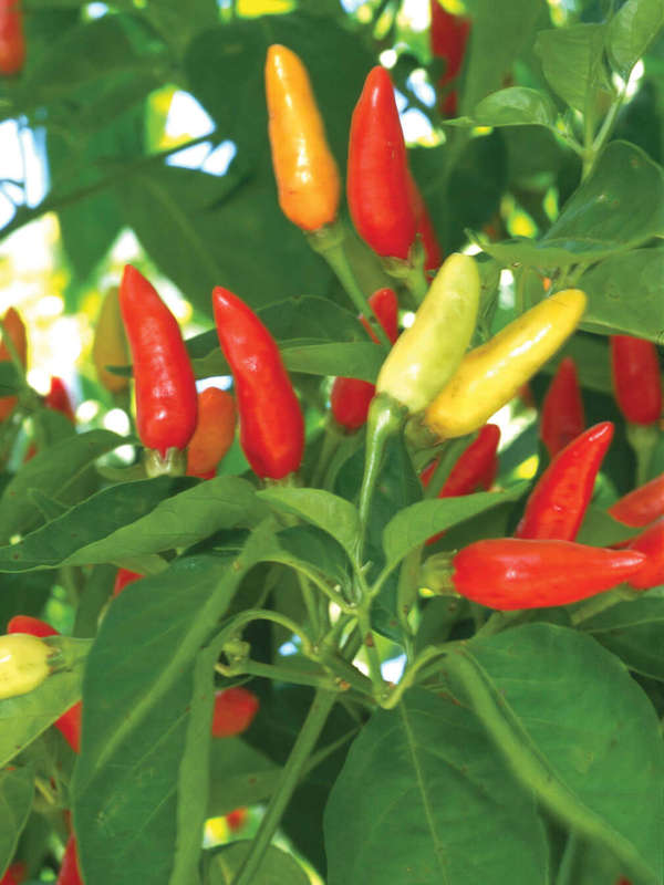 Capsicum Tabasco - Chili Seeds