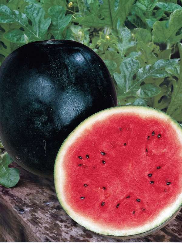 Watermelon Sugar Baby Seeds