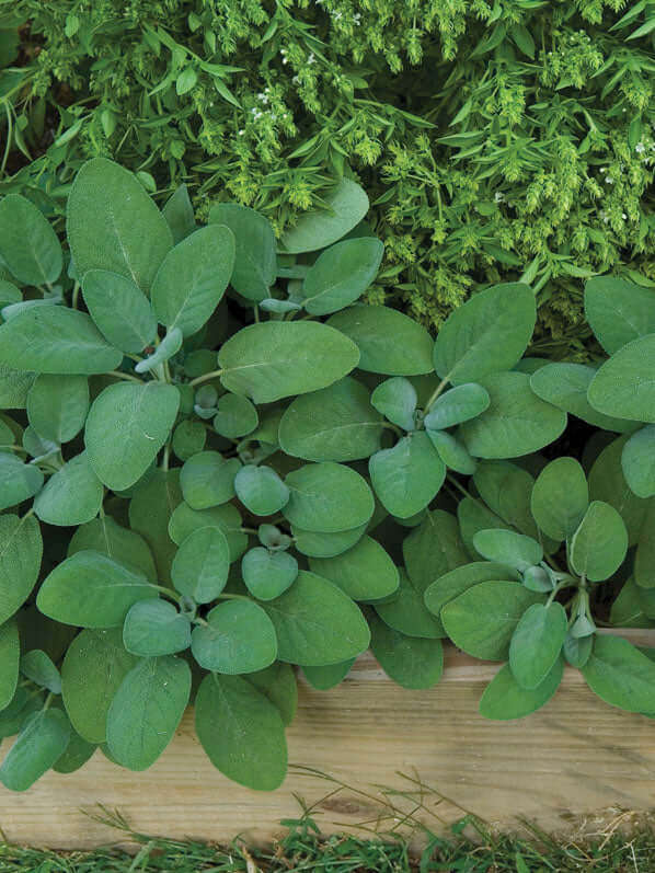 Sage Seeds