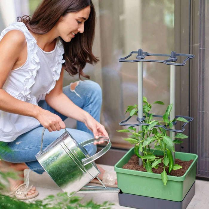CHARLY CHILI (Self Watering Pot) + Cayenne Pepper Seed Pack