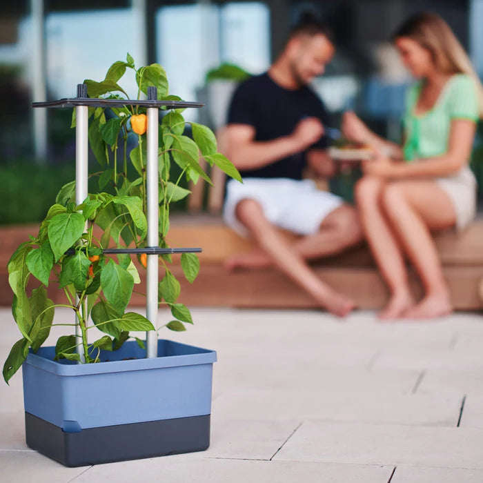 CHARLY CHILI (Self Watering Pot) + Cayenne Pepper Seed Pack