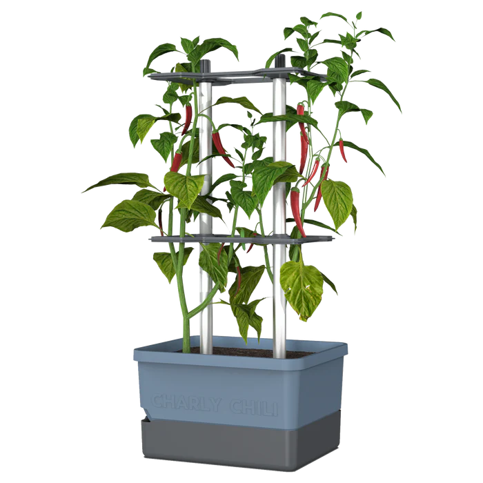 CHARLY CHILI (Self Watering Pot) + Cayenne Pepper Seed Pack