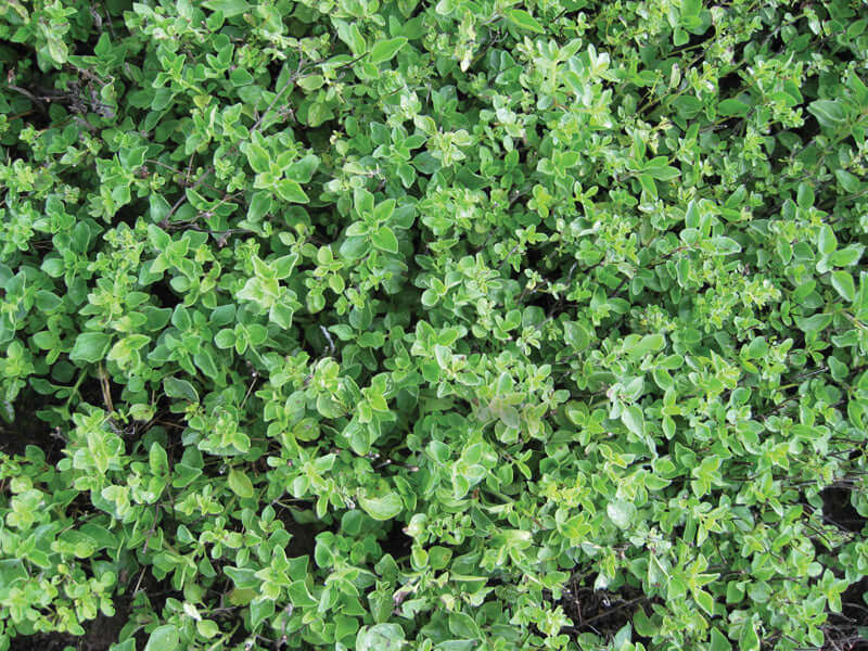 Greek Oregano Seeds
