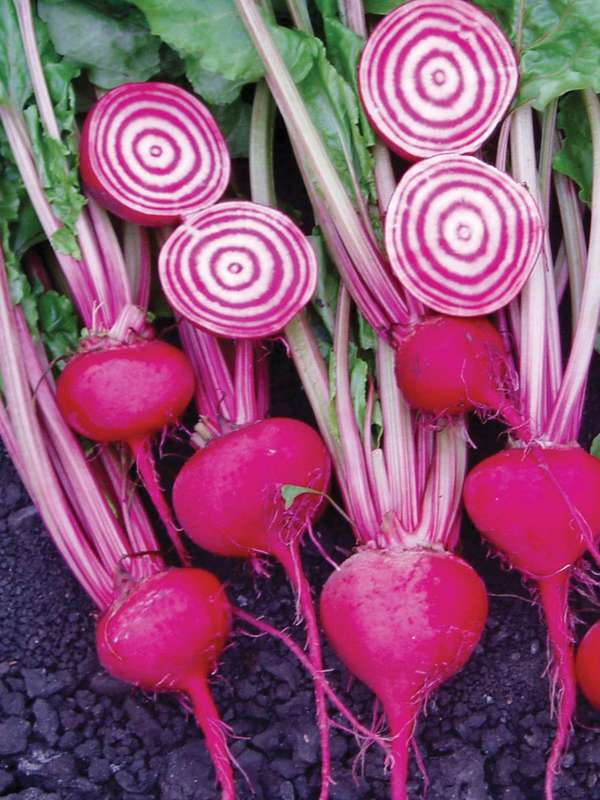 Beetroot Chioggia Guardsmark Seeds