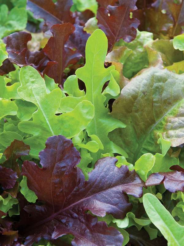 Lettuce Gourmet Salad Blend Seeds