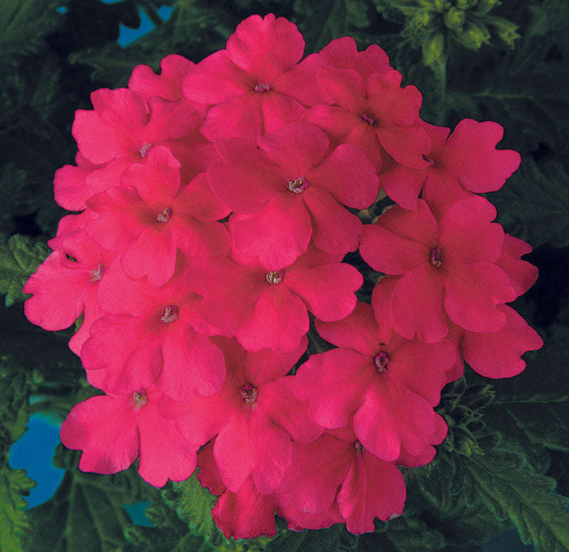 Verbena Obsession Pink Seeds