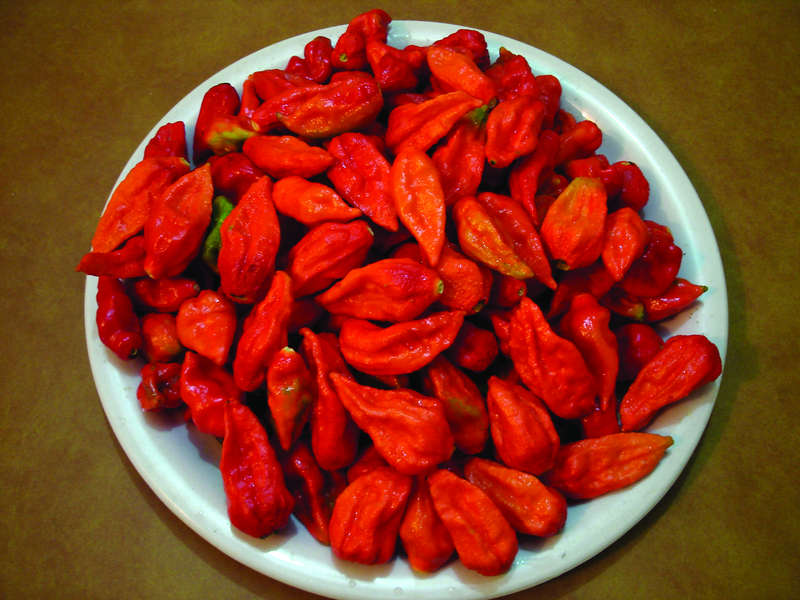 Capsicum Bhut Jolokia Red - Chili Seeds
