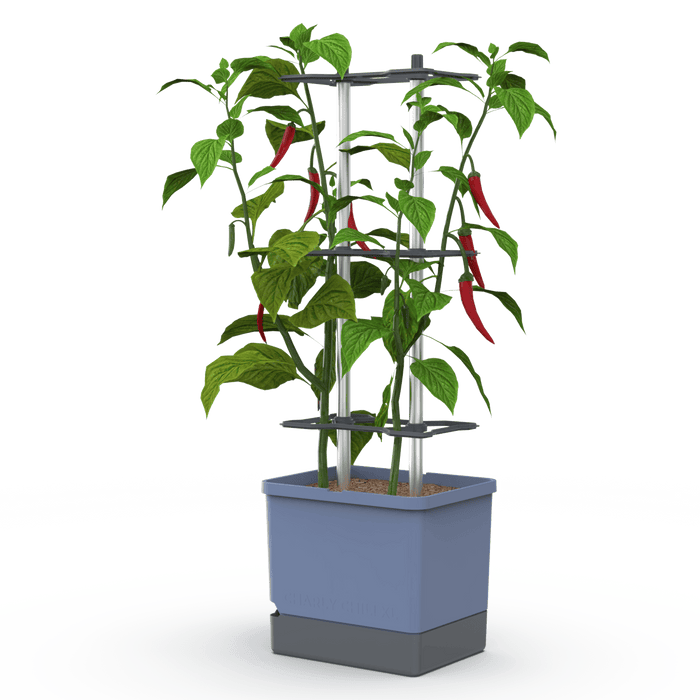 CHARLY CHILI (Self Watering Pot) + Cayenne Pepper Seed Pack
