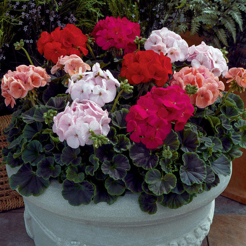 Geranium Bulls Eye Mix Seeds